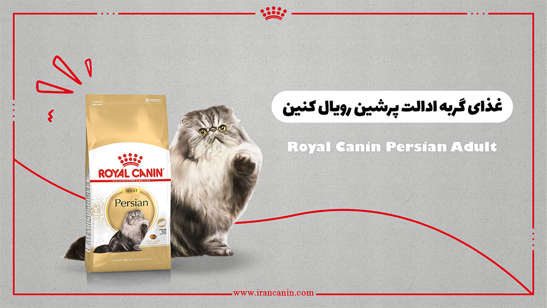 persian royal canin 10kg