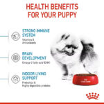 توله کوچک خانگی رویال