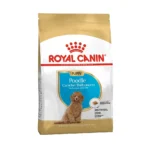 پودل پاپی رویال کنین