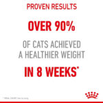 گربه لایت رویال کنین