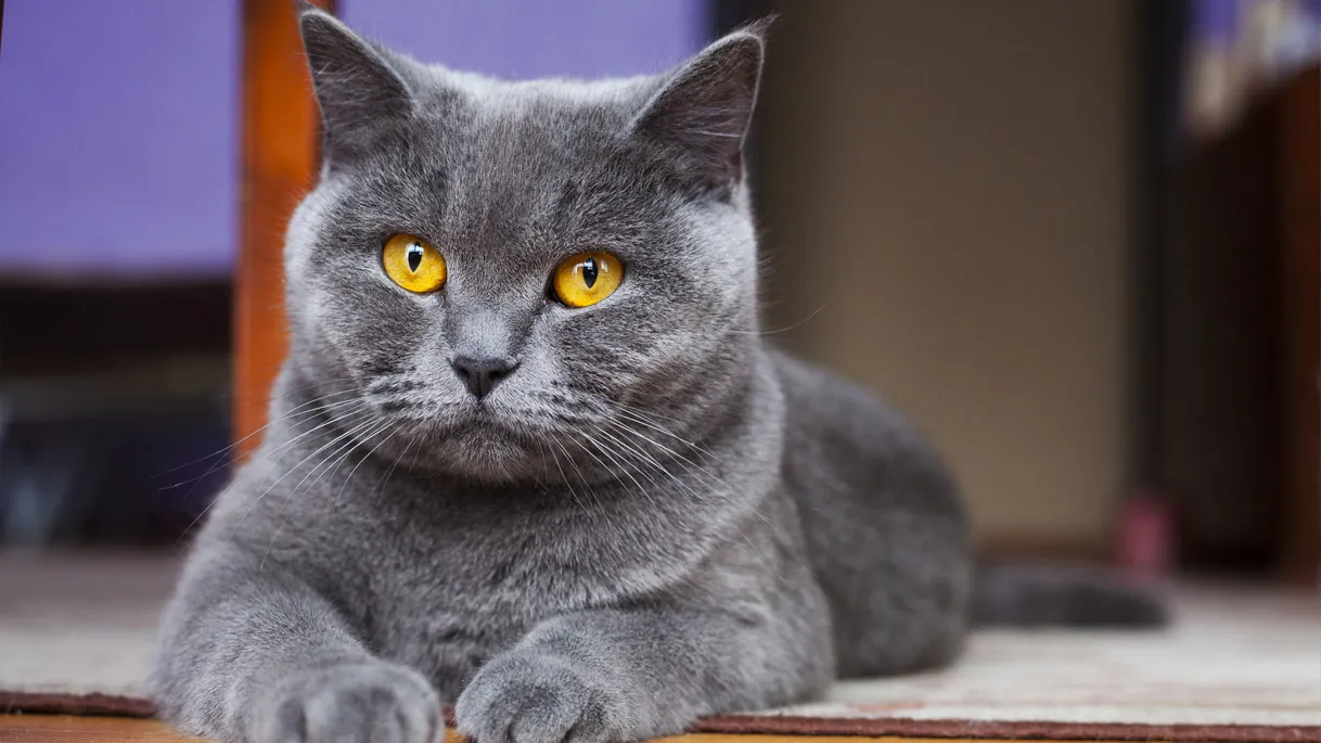 گربه بریتیش