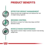 مزایا کنسرو ستیتی سگ