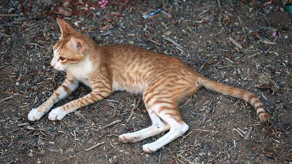 بیماری مشکلات کلیوی گربه