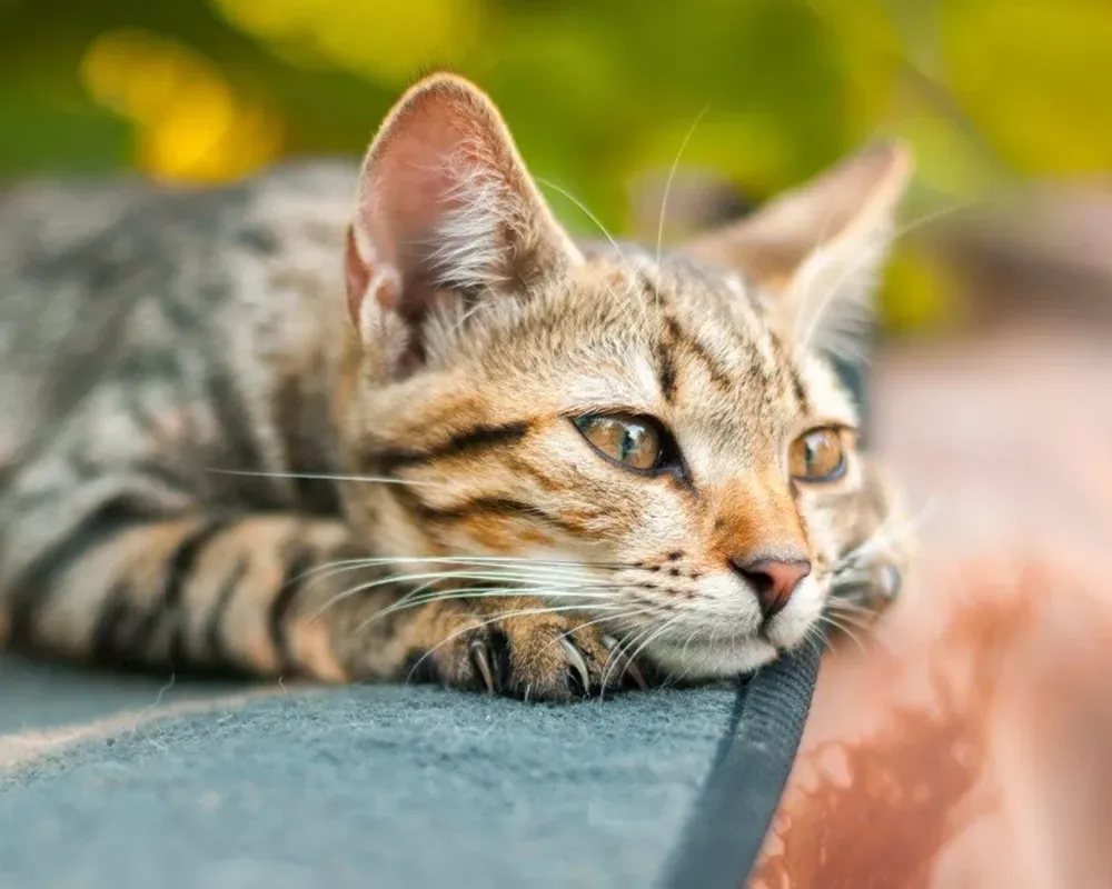 افسردگی گربه