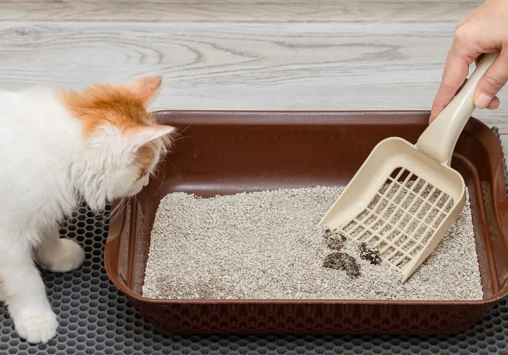 بوی خاک گربه