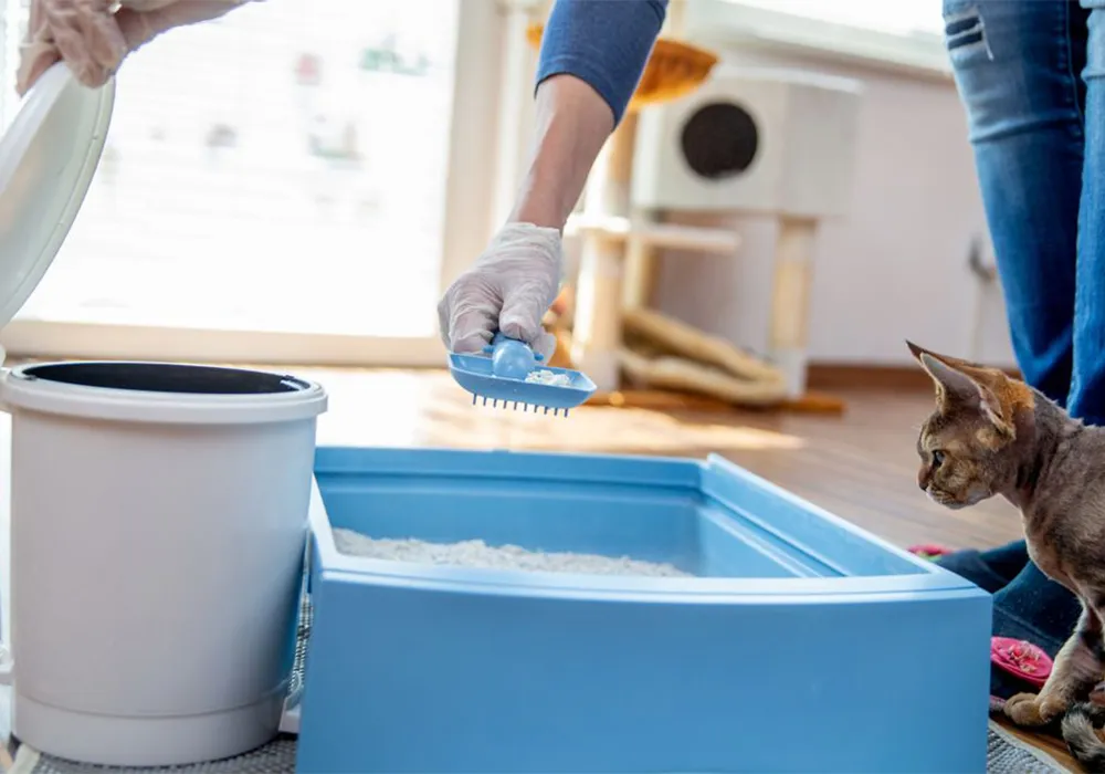 بوی خاک گربه