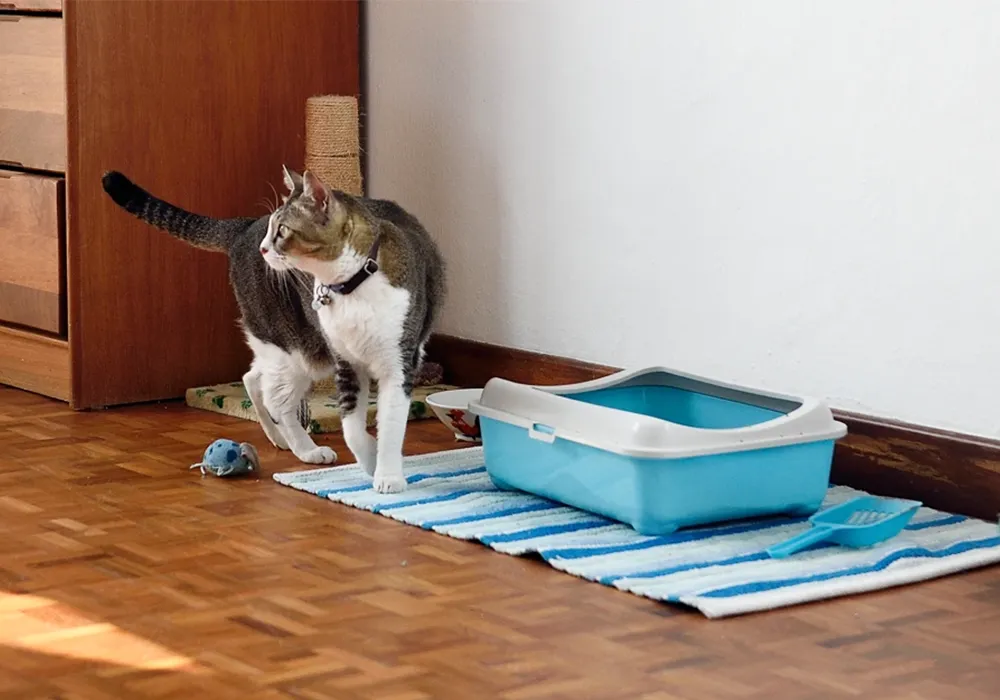 بوی خاک گربه