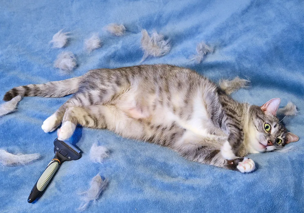 ریزش موی گربه