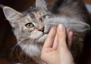 ریزش موی گربه