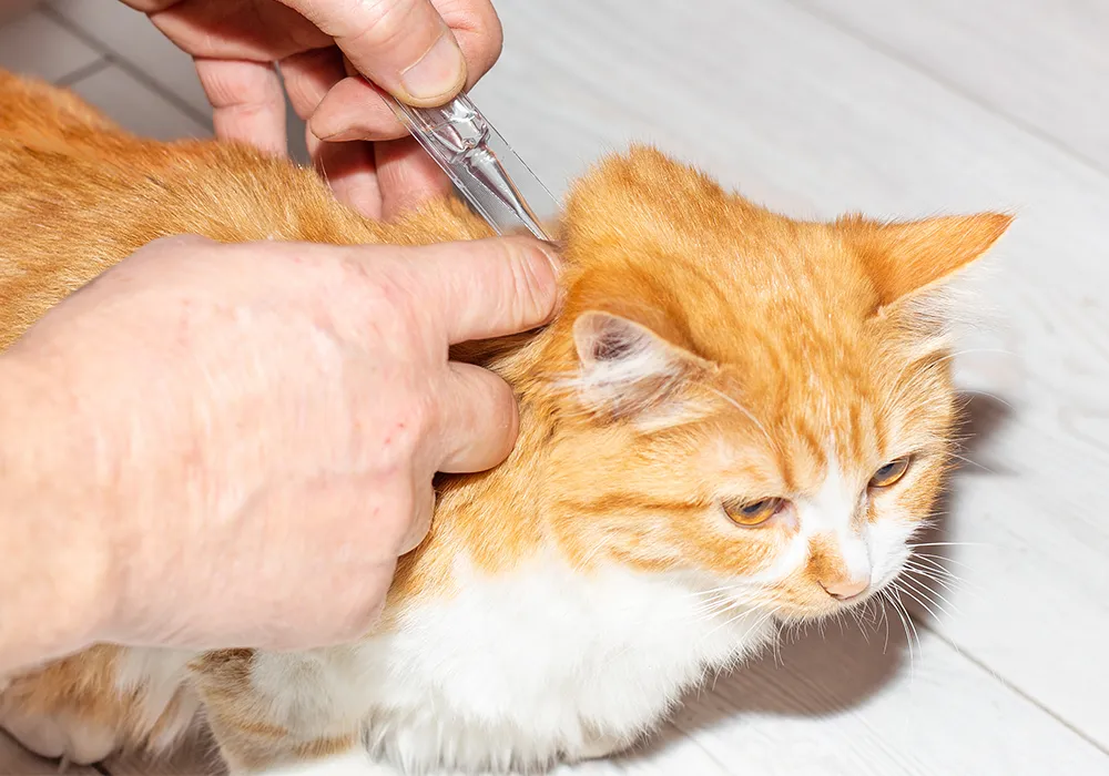 ریزش موی گربه