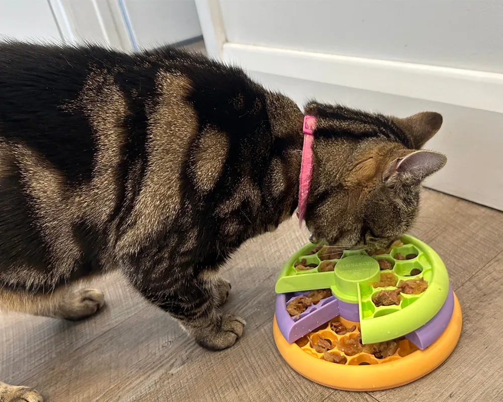 گربه بد غذا