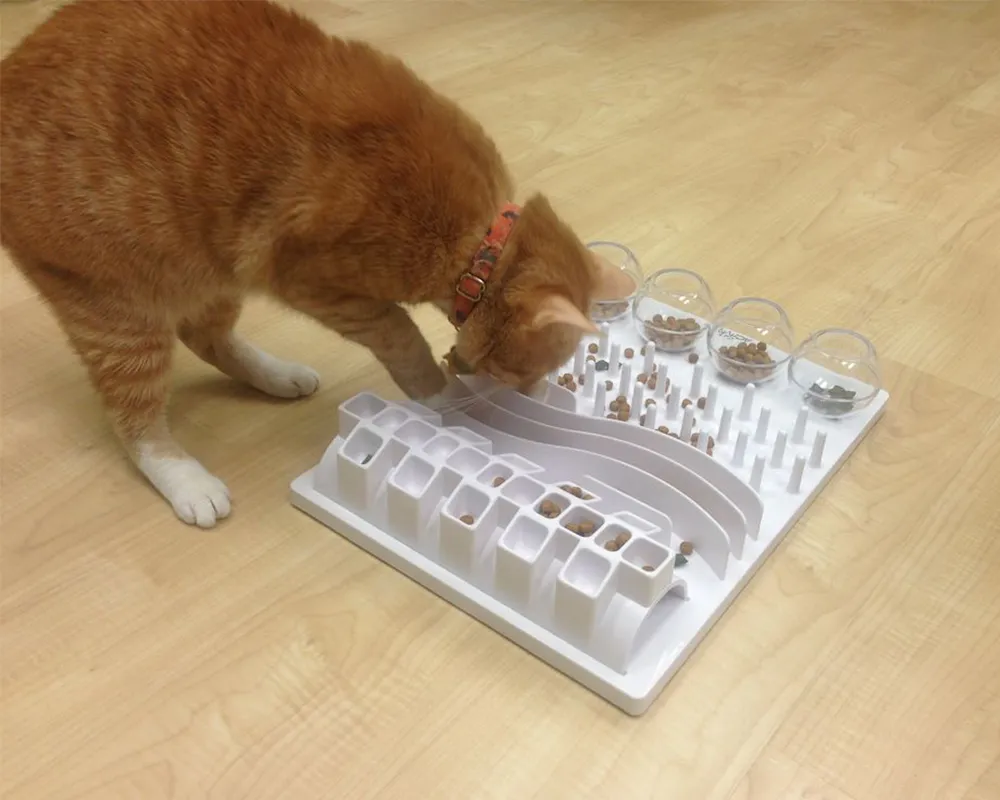 گربه بد غذا