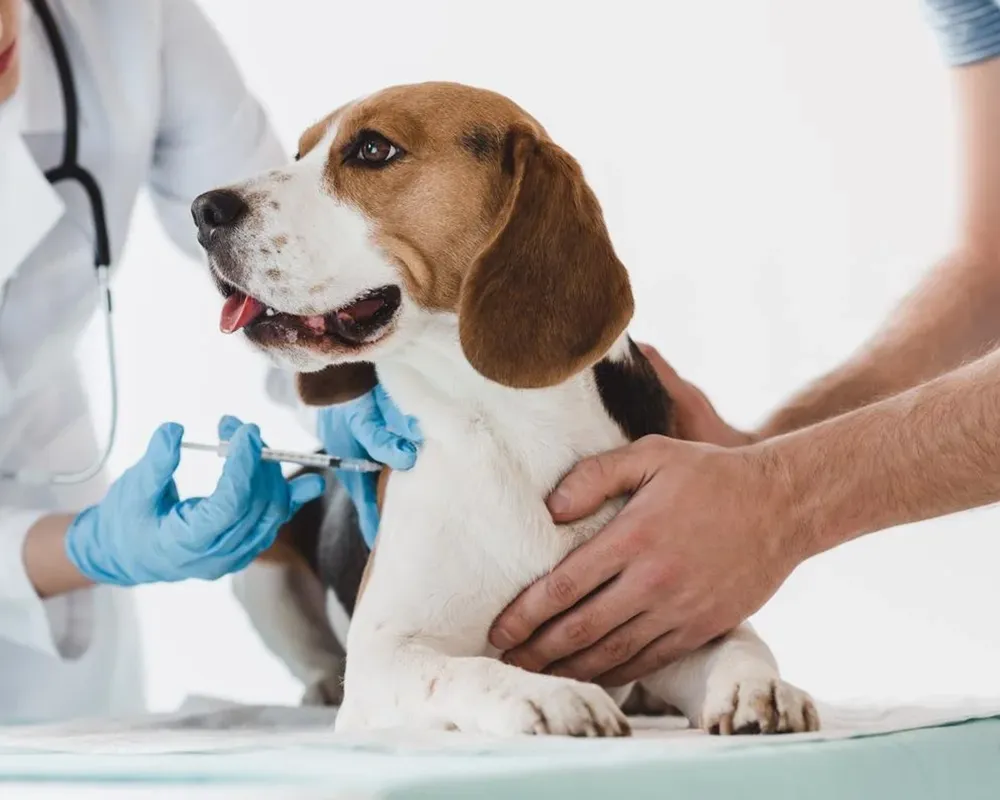 بیماری سگ انسان مشترک