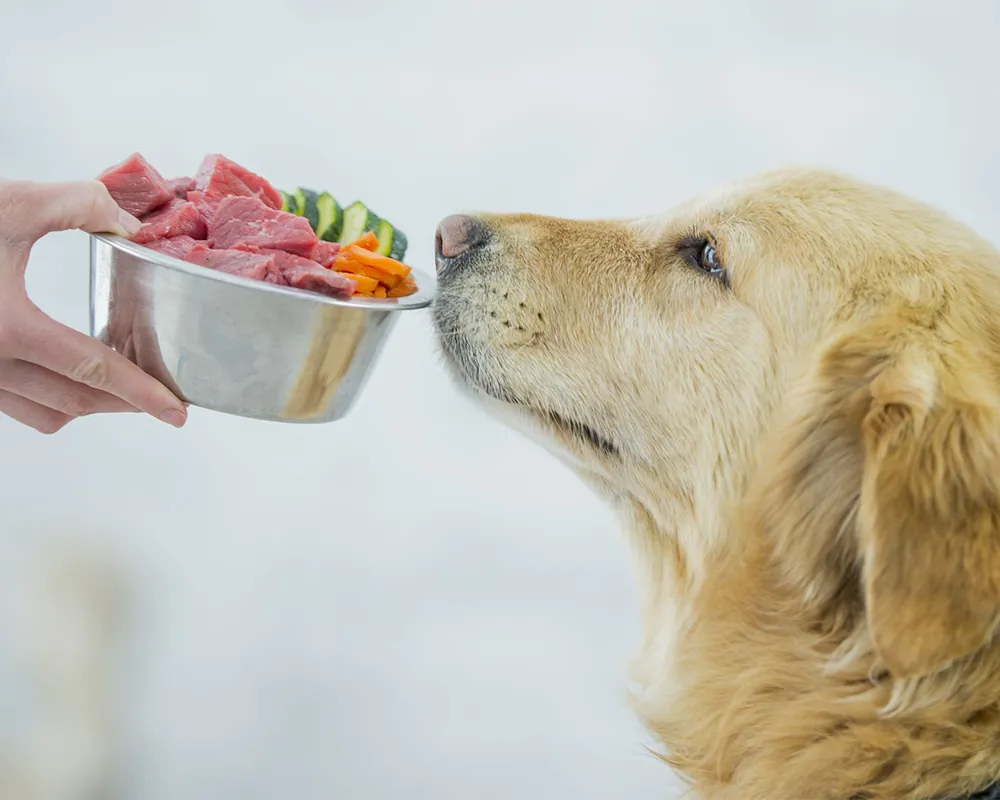 بیماری سگ انسان مشترک