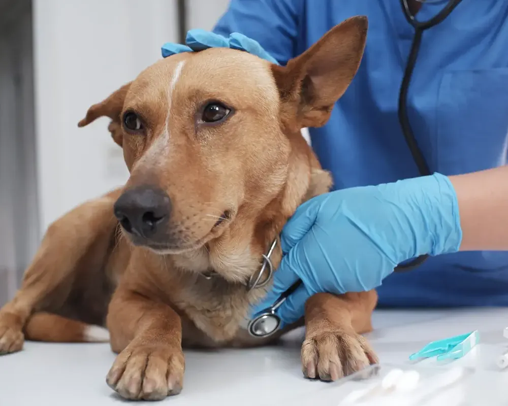 بیماری ویروسی سگ