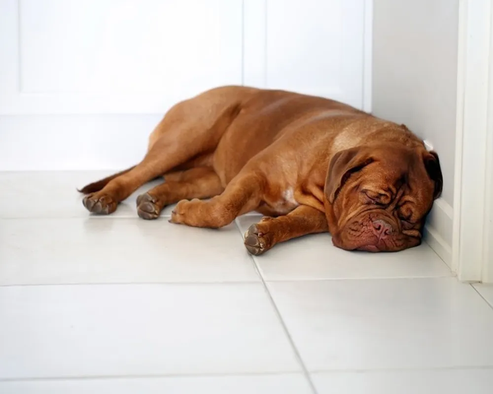 بیماری ویروسی سگ