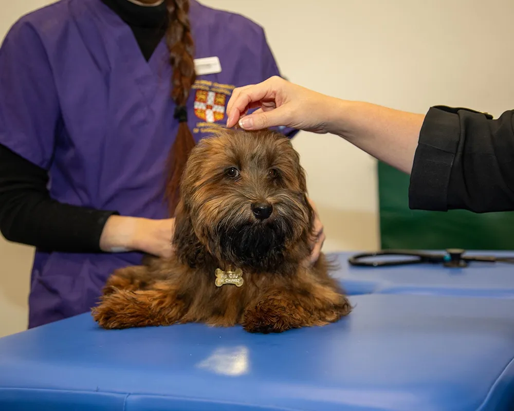 بیماری ویروسی سگ