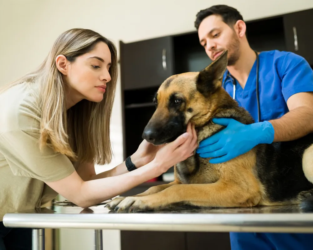 بیماری ویروسی سگ