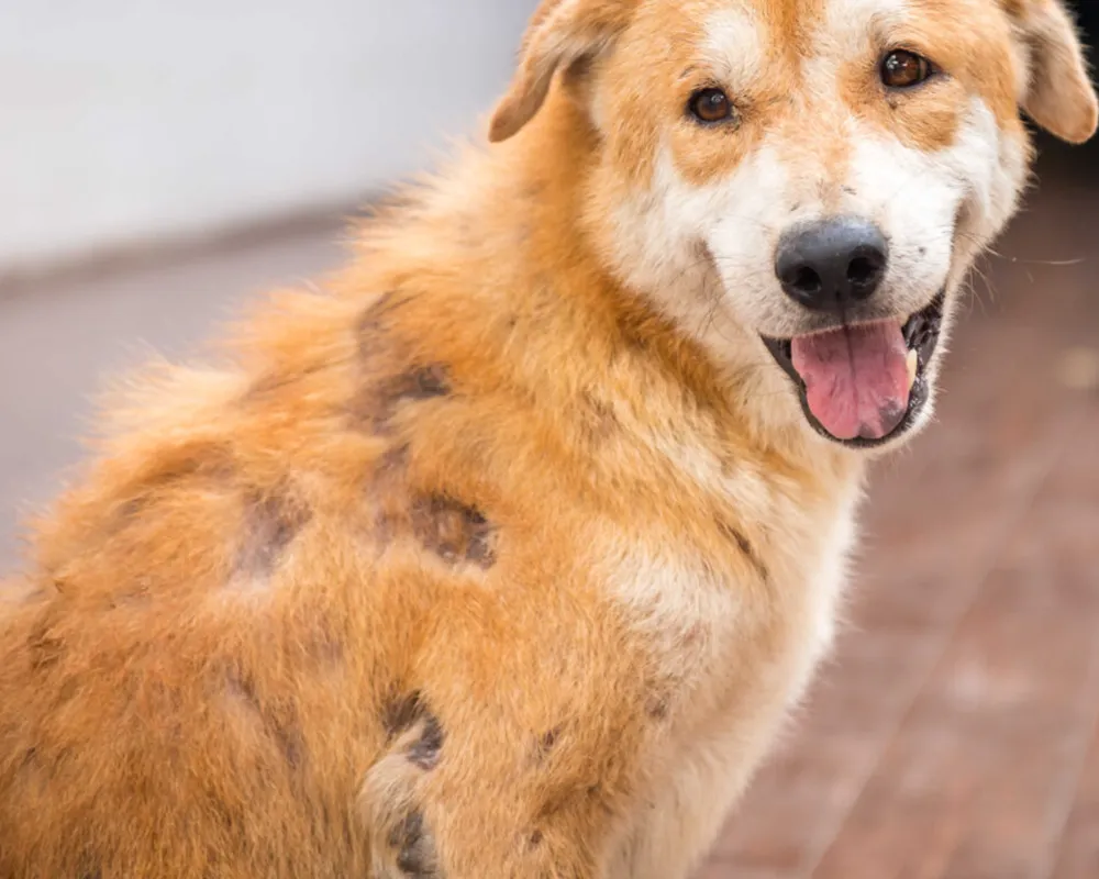 بیماری ویروسی سگ