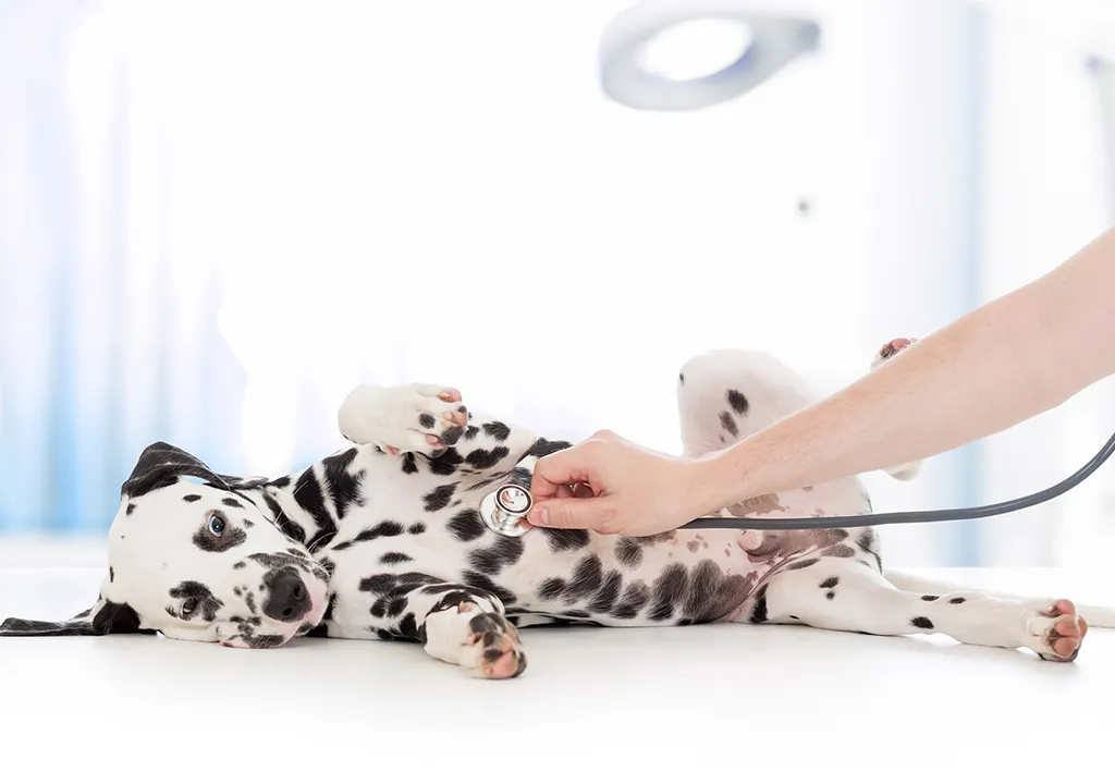 بیماری ویروسی سگ