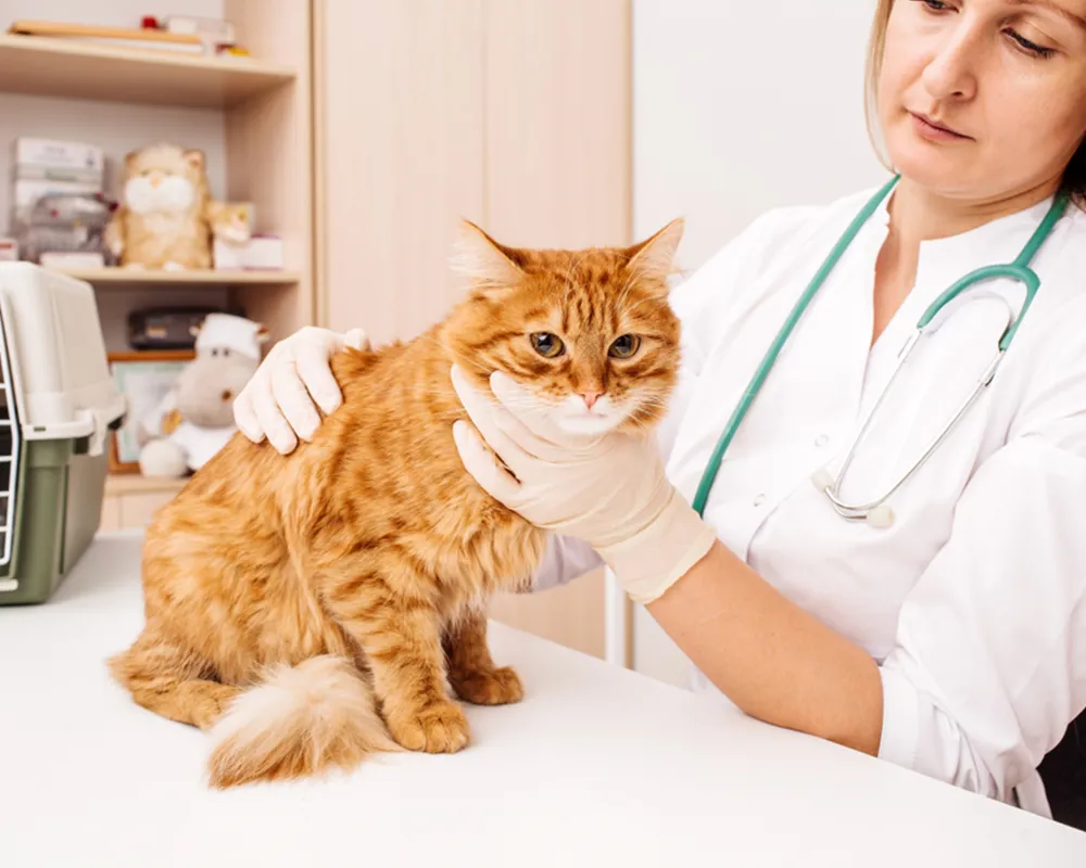 بیماری ویروسی گربه