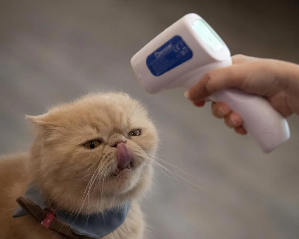 بیماری ویروسی گربه