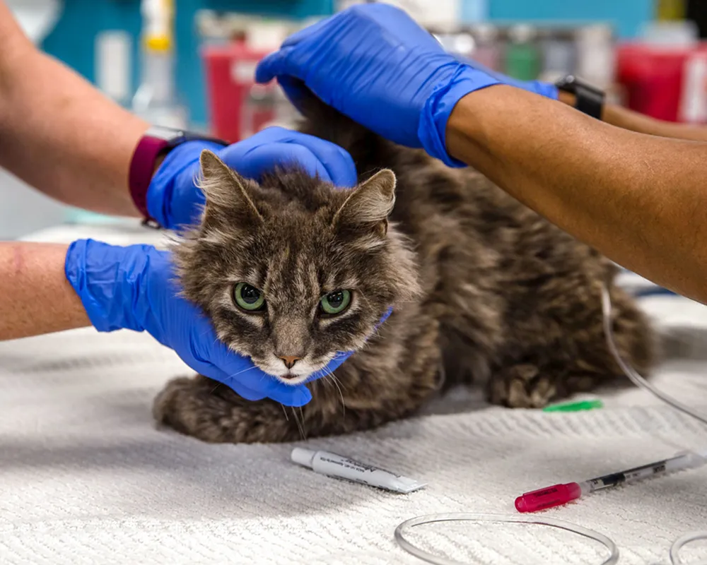 بیماری ویروسی گربه