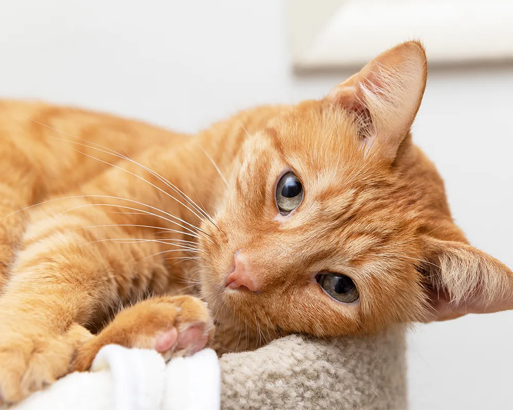 بیماری ویروسی گربه