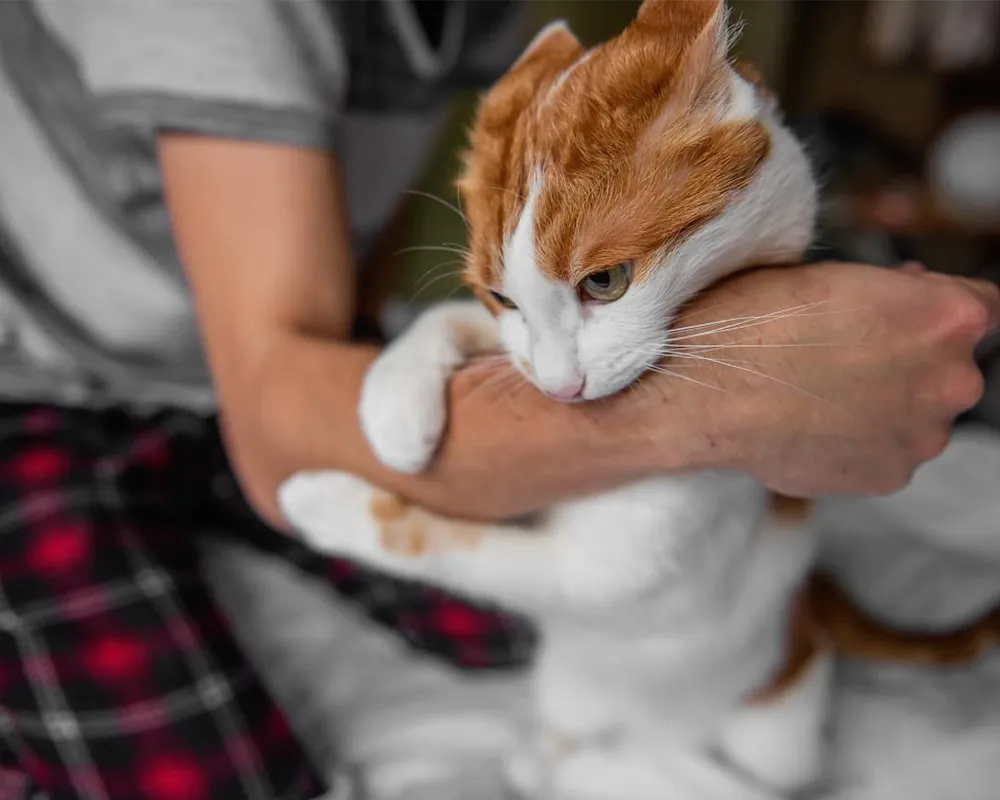 بیماری گربه انسان مشترک