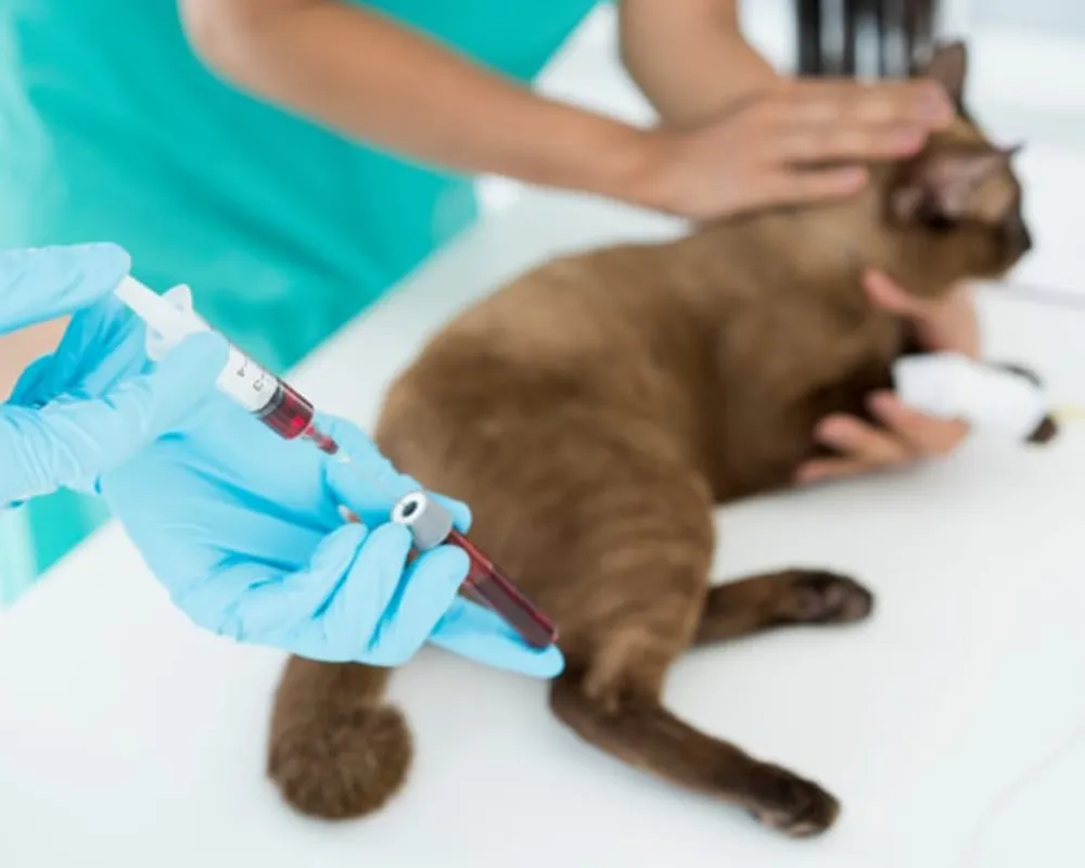 بیماری گربه انسان مشترک