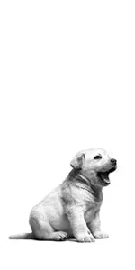 تصویر توله سگ