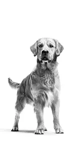 تصویر سگ بزرگ