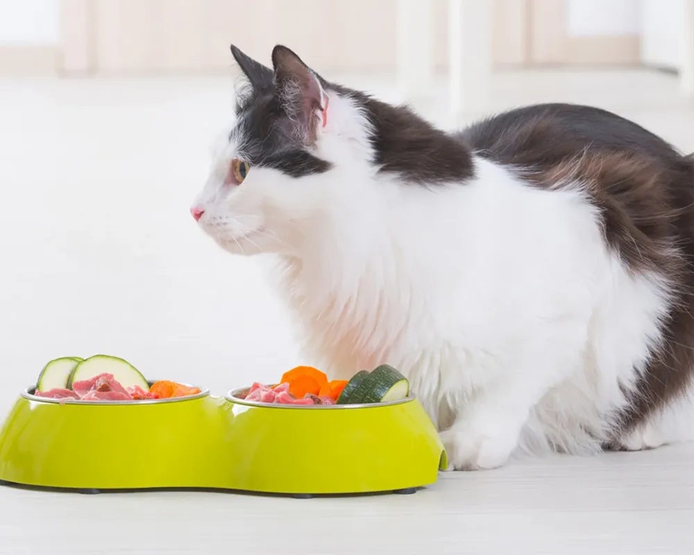 رژیم غذایی گربه