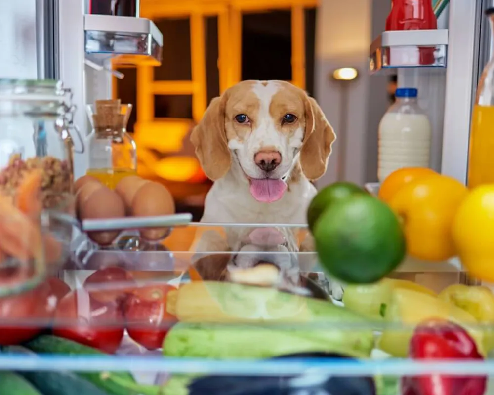 غذا خانگی سگ