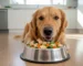 غذای خانگی سگ