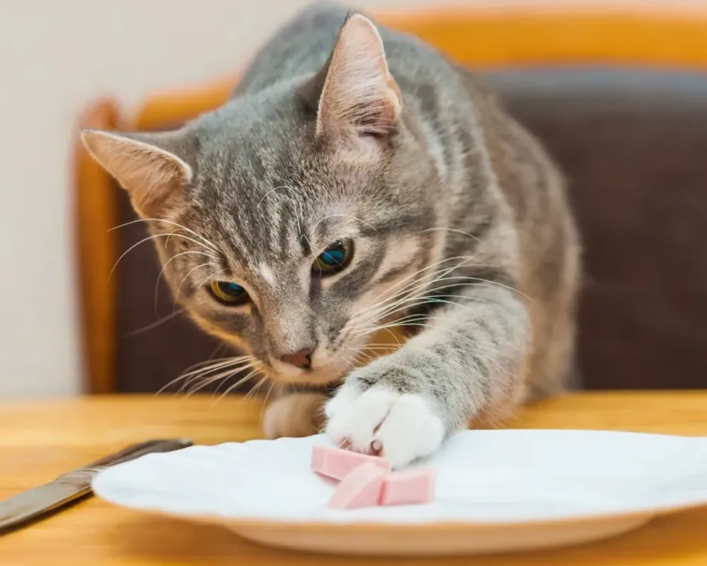 غذای ممنوعه گربه