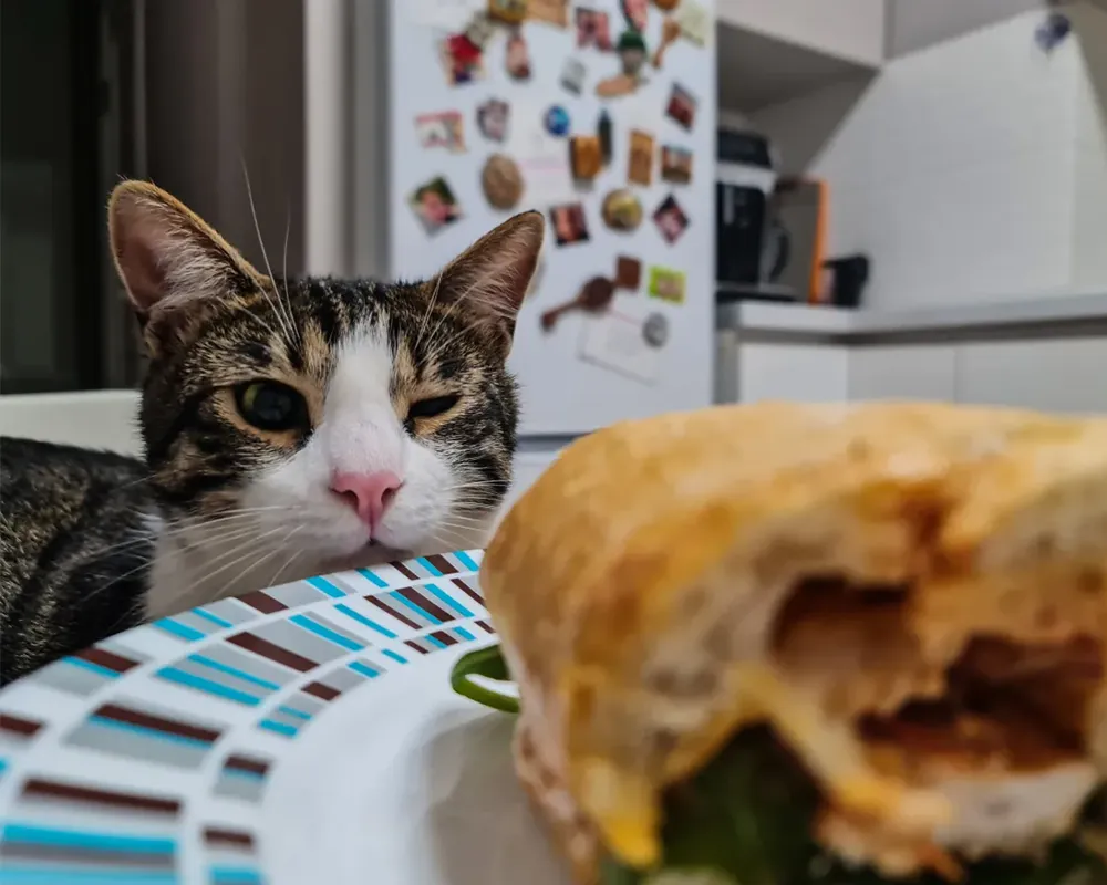 غذای ممنوعه گربه