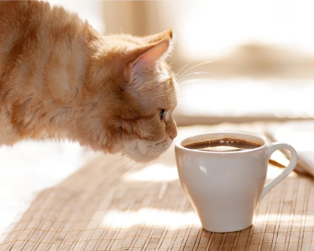 غذای ممنوعه گربه