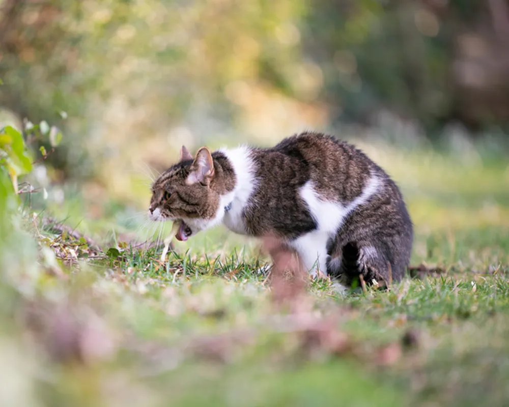نشانه بیمار گربه