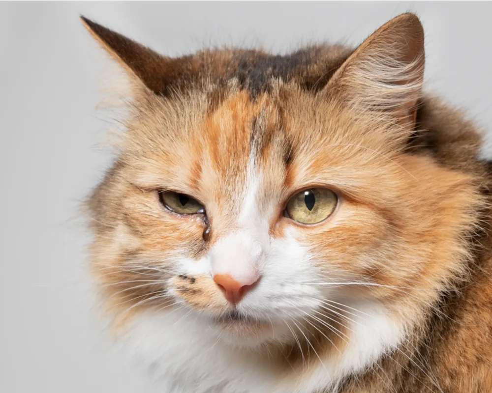 نشانه بیمار گربه