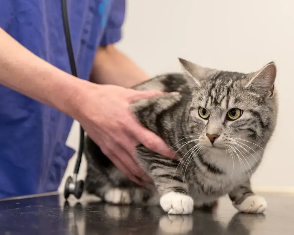 نشانه بیمار گربه