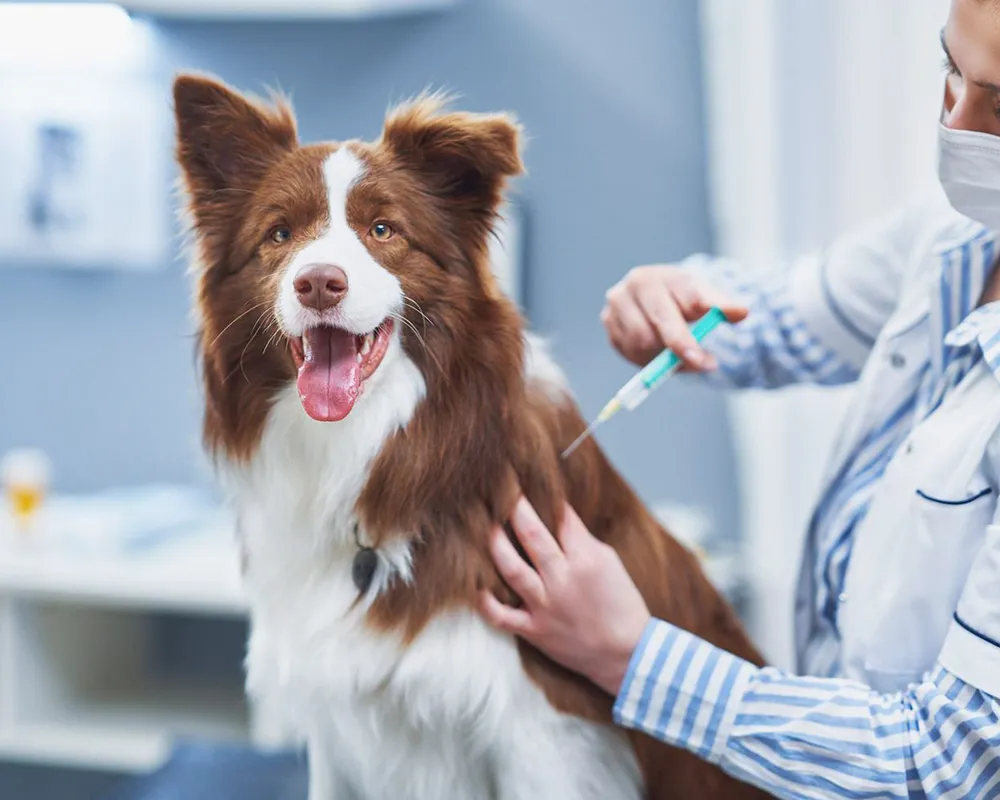 واکسن سگ