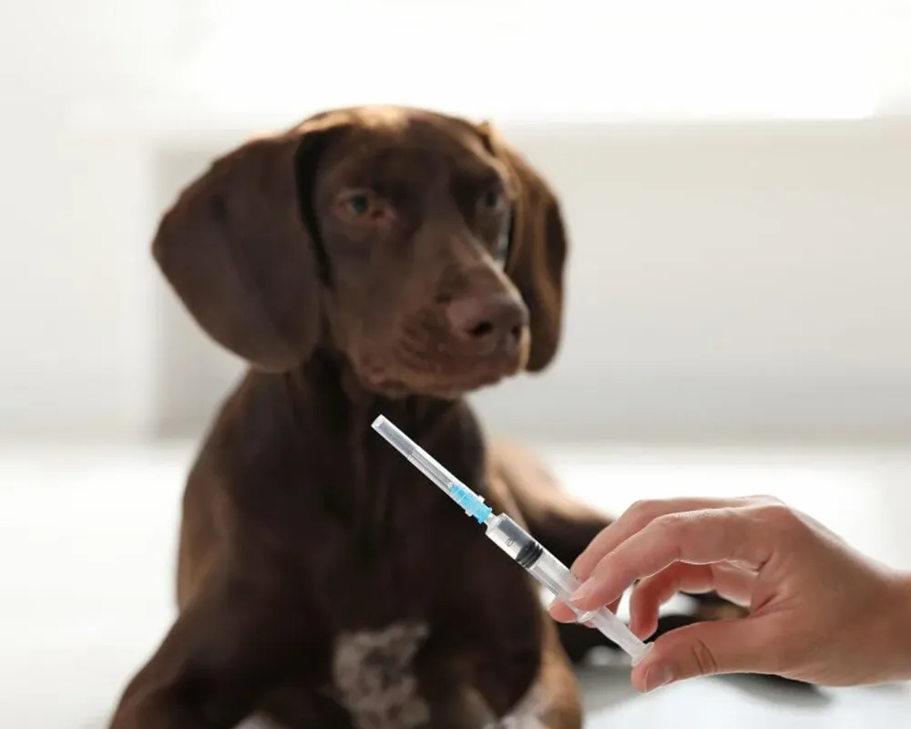 واکسن سگ