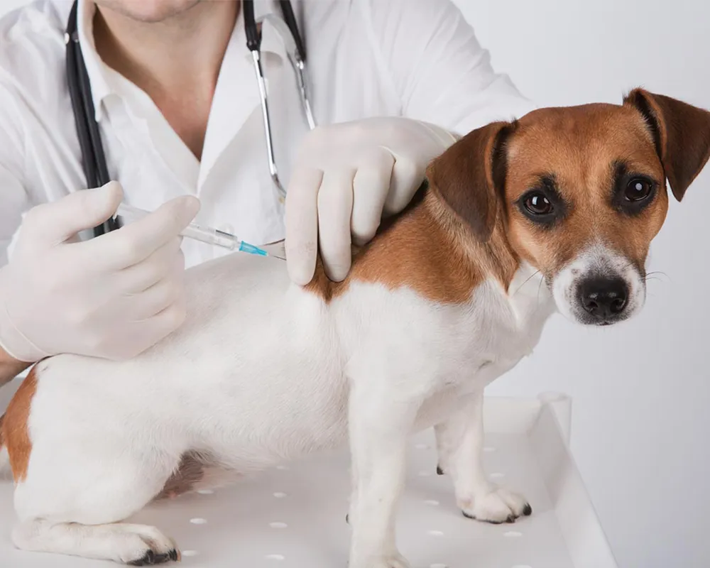 واکسن سگ