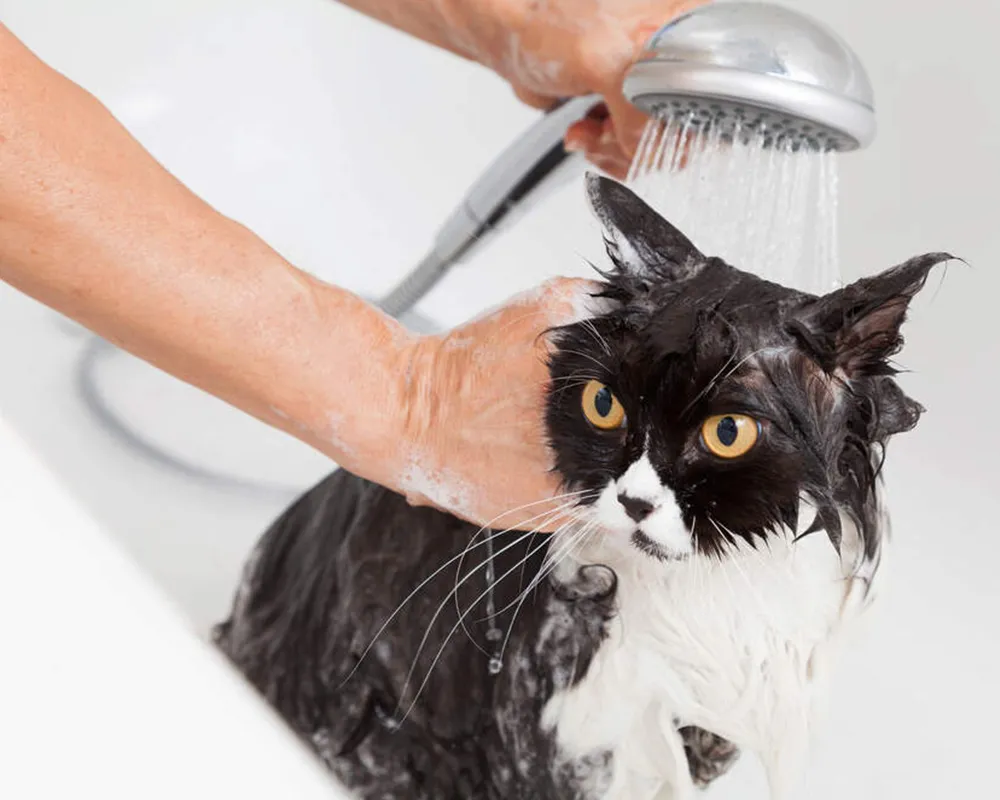 پوست مو گربه