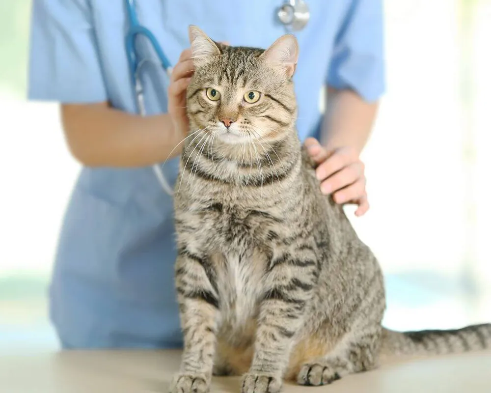 پوست مو گربه