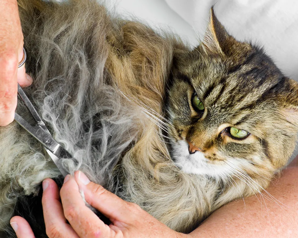 پوست مو گربه