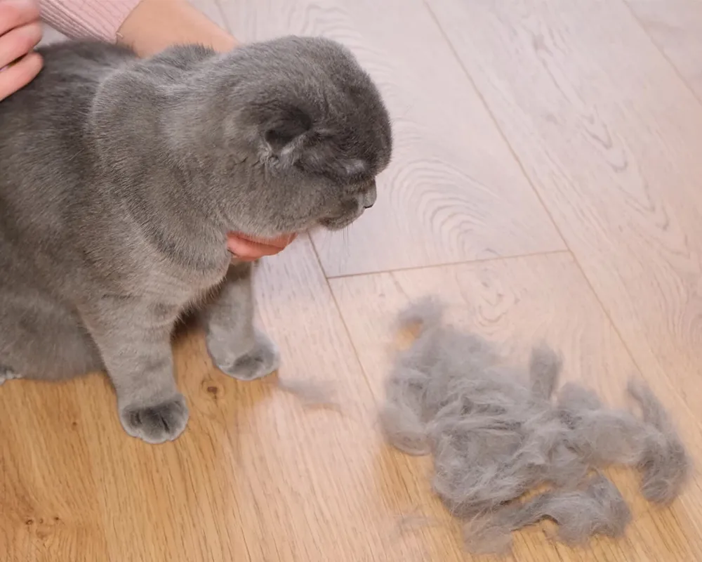 پوست مو گربه