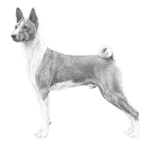 سگ نژاد باسنجی