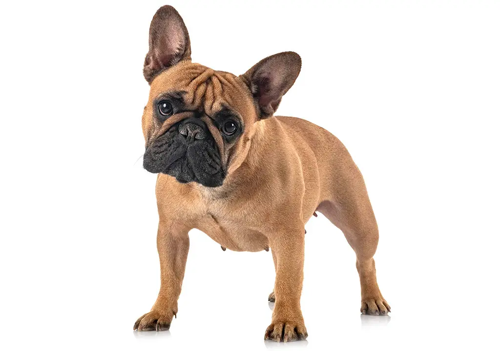 فرنچ بولداگ